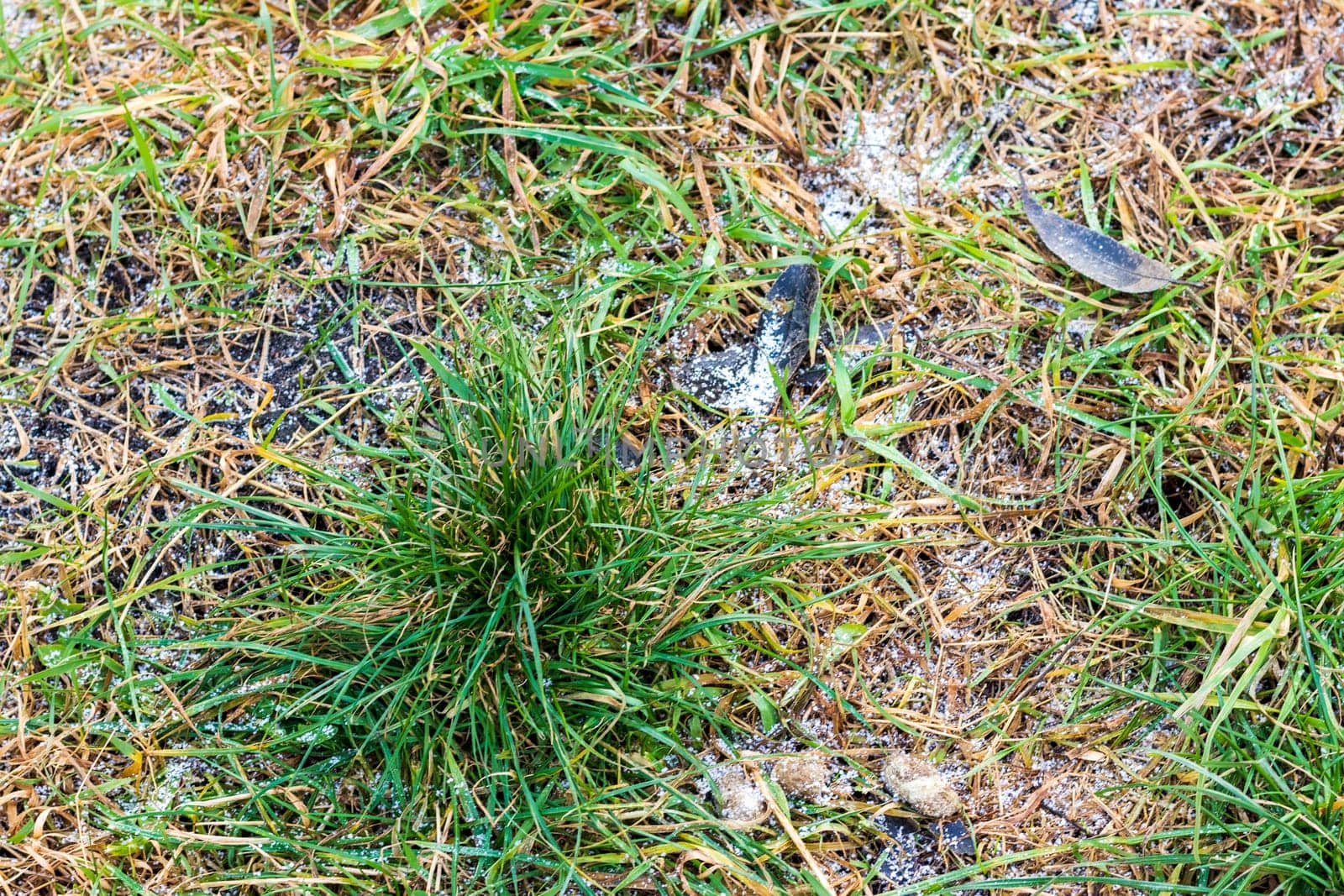 Shot of the frost on the green grass