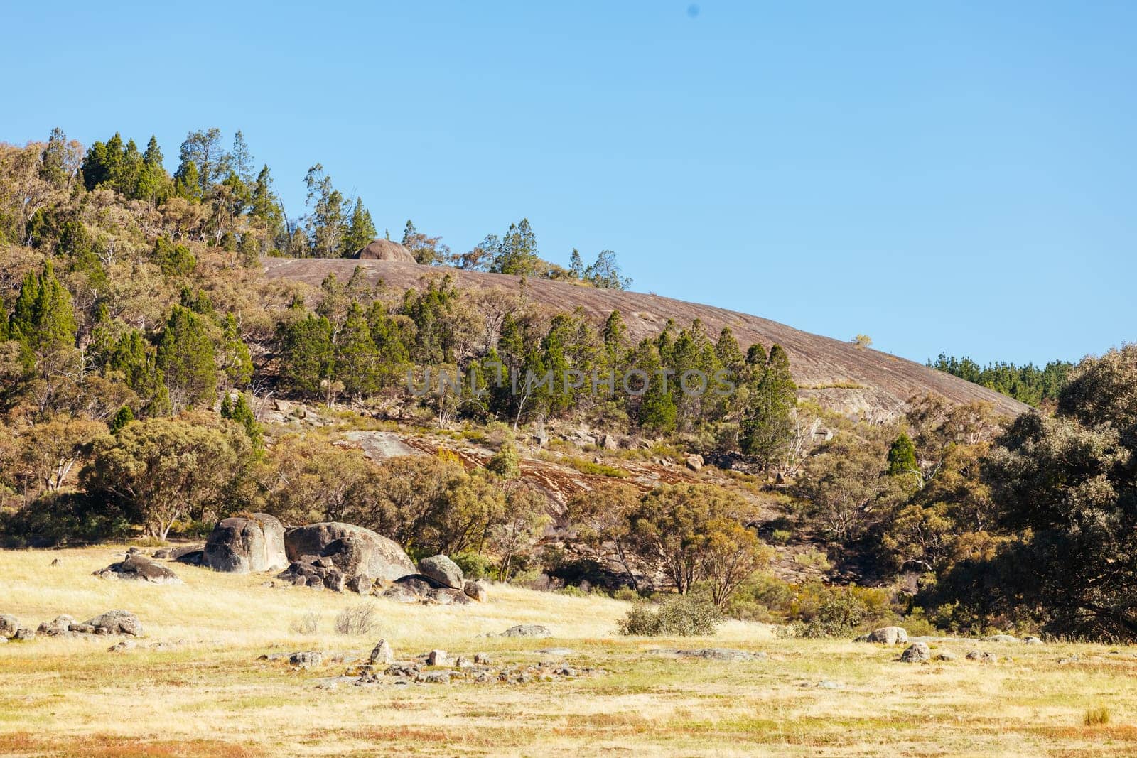 BEECHWORTH, AUSTRALIA - JANUARY 1 2025: Famous Flat Rock and landscape near Beechworth in Beechworth Historic Park in Australia on January 1st, 2025
