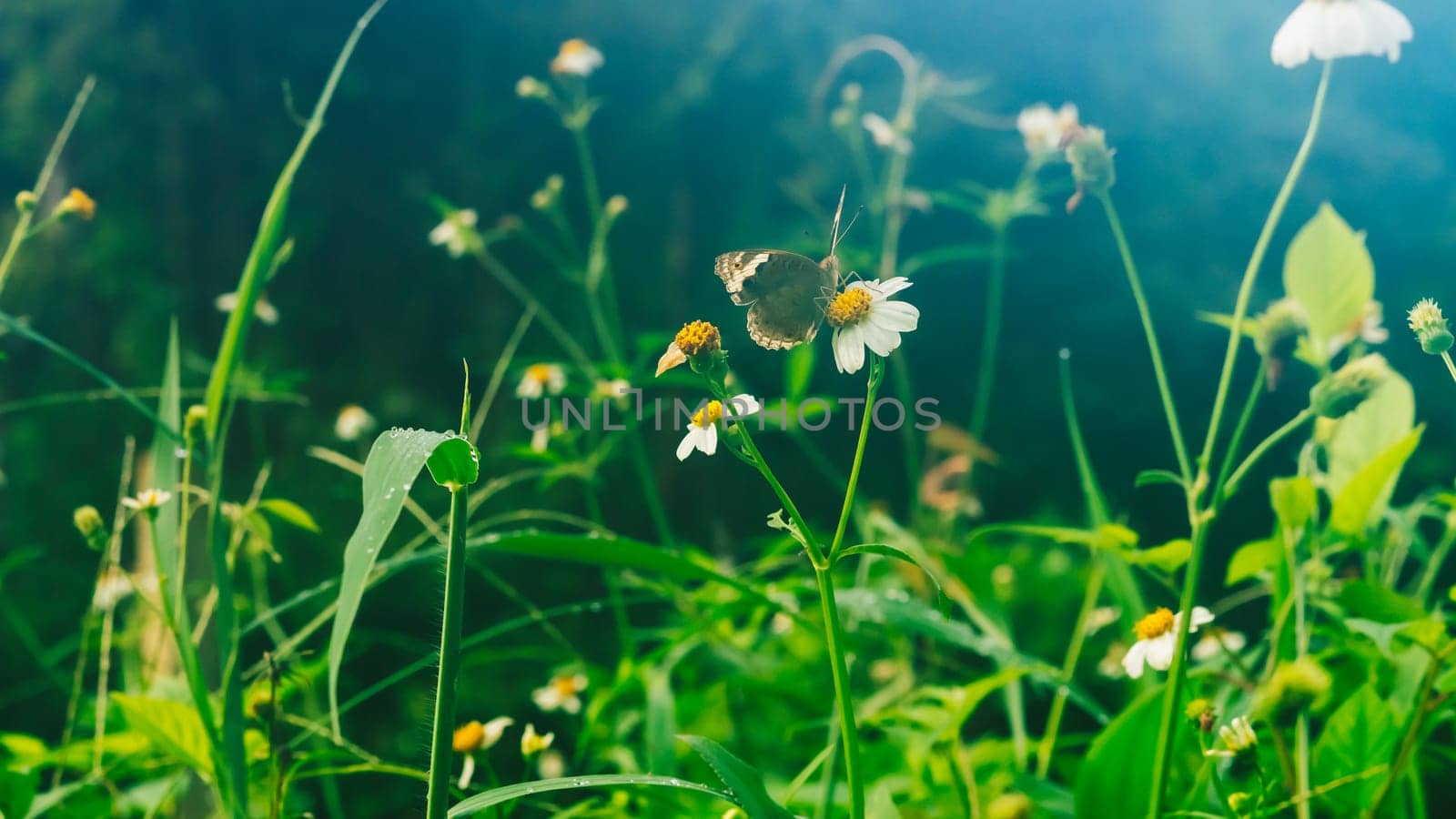 Summer mood background. Energy of Magic wild flora and fauna. Flowers, grass, butterflies.
