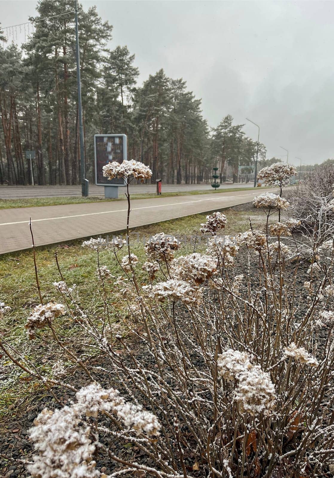 The first snow has fallen on the plants that are still green