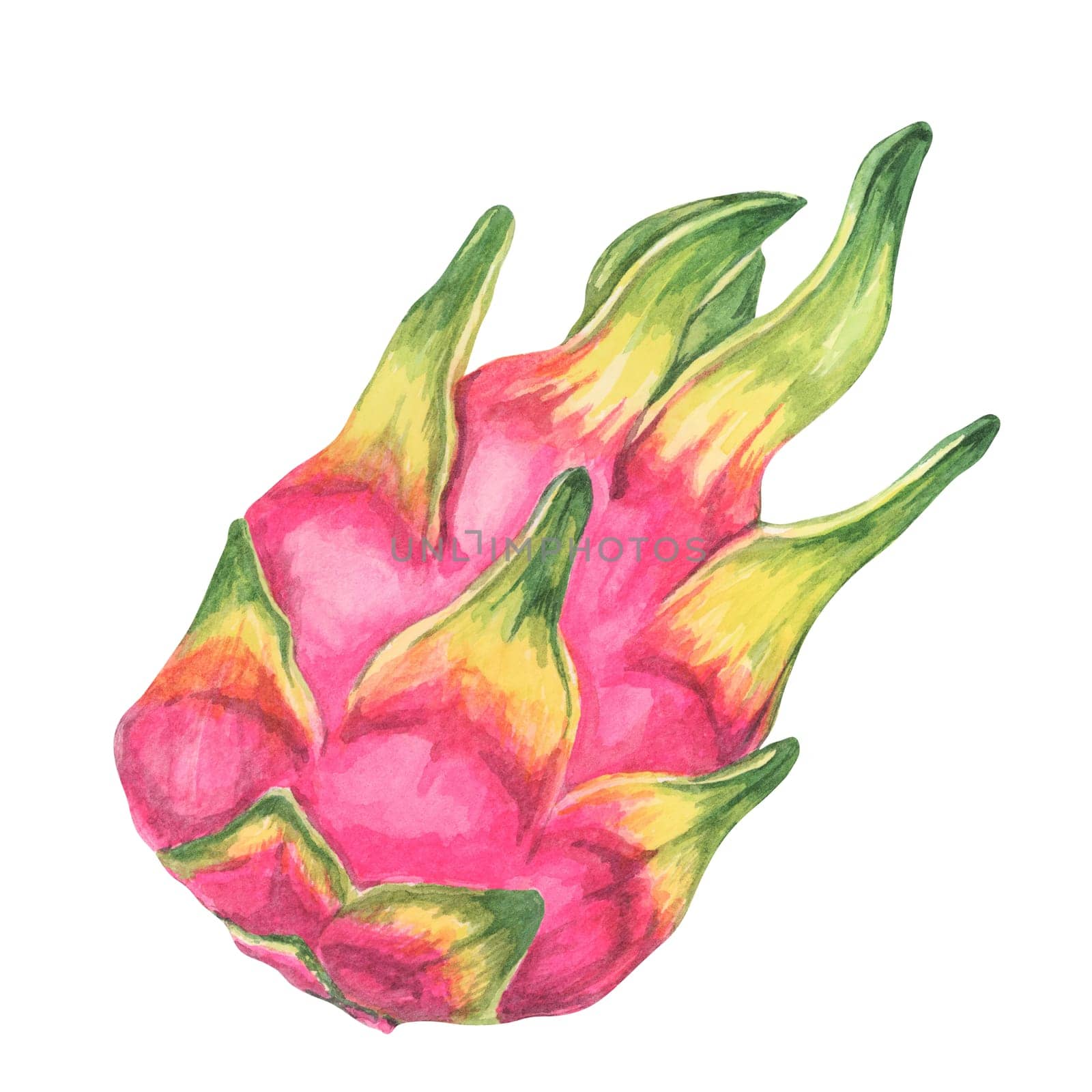 Whole pink and green dragon fruit. Pitahaya watercolor illustration. Pitaya clipart for use in tropical-themed invitations, kitchen decor, fruit market flyers, or healthy lifestyle illustrations