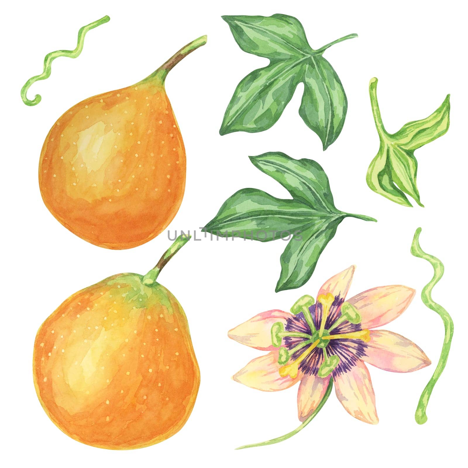 Sweet orange granadilla fruits, whole, flower and leaves set. Yellow passion fruit bundle. Watercolor clipart collection for botanical illustrations, exotic garden catalogs, or tropical-themed designs