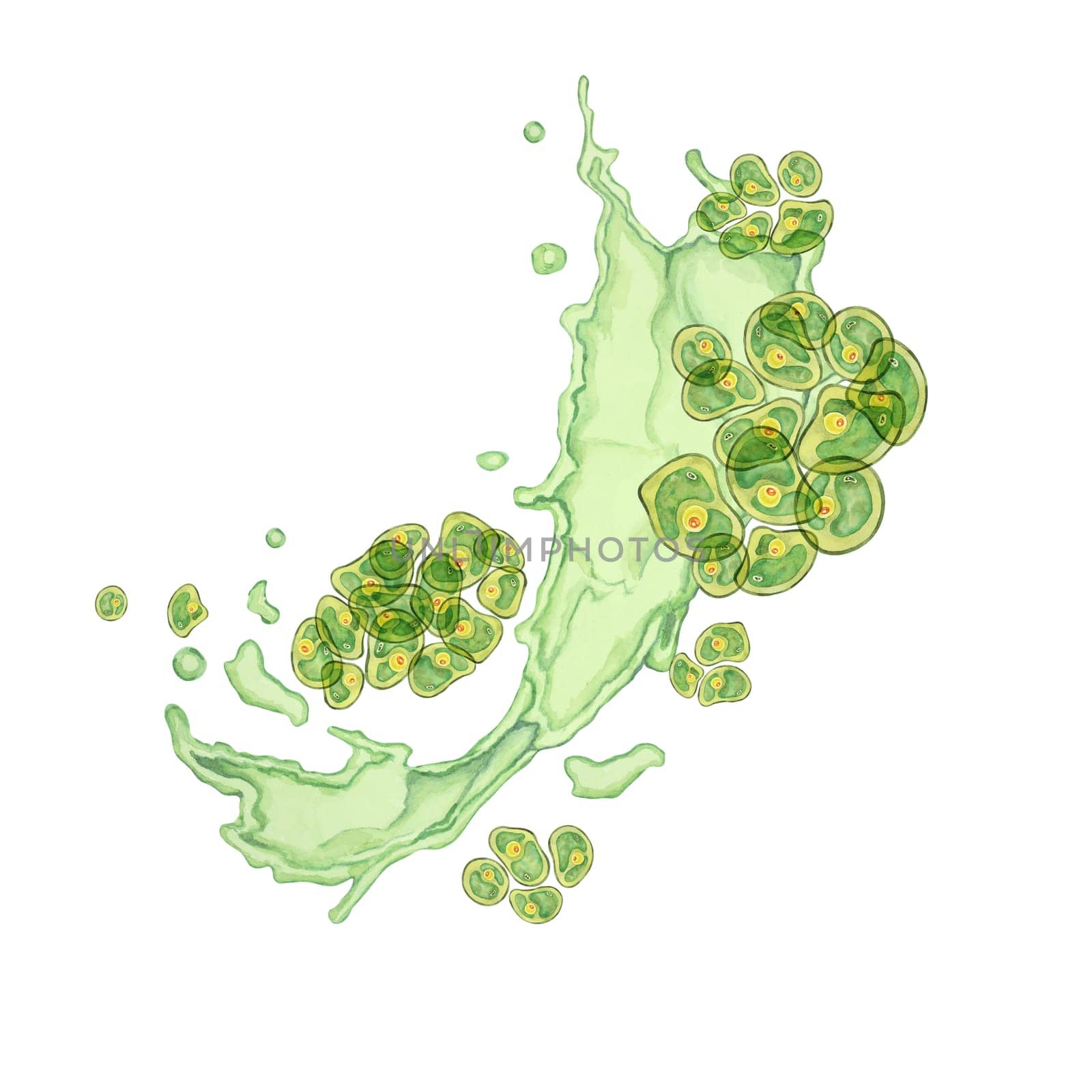 Chlorella algae watercolor clipart featuring green clusters in an abstract dynamic splash design. Ideal for educational content, environmental campaigns, and wellness branding