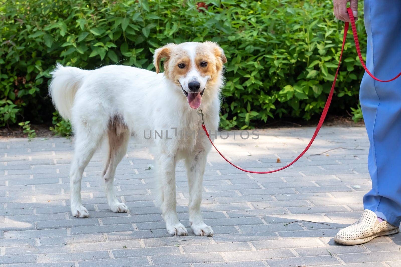 White fluffy dog walking in the park by Vera1703