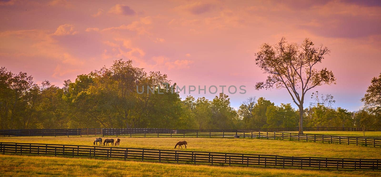 Group of horses grazing at sunset with fence. by patrickstock