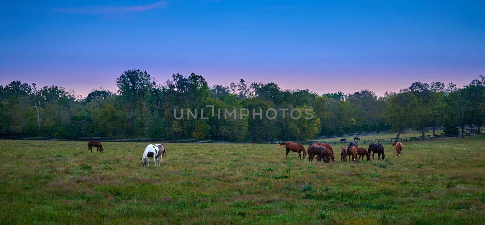 Group of horses grazing at evening in a open field. by patrickstock