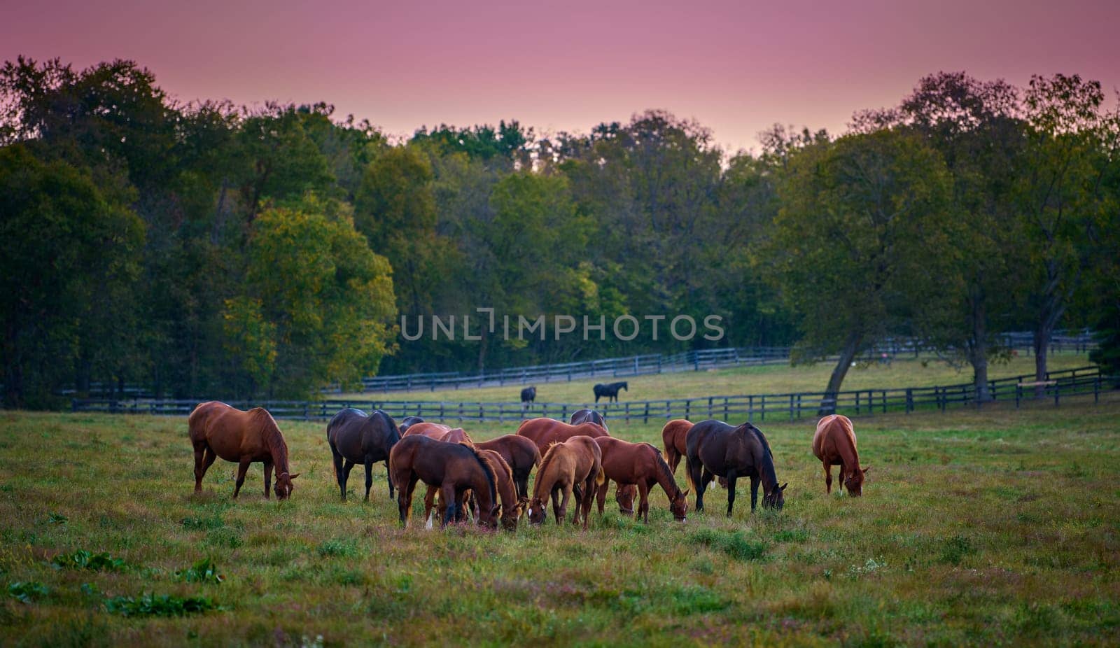 Group of horses grazing at evening in a open field.