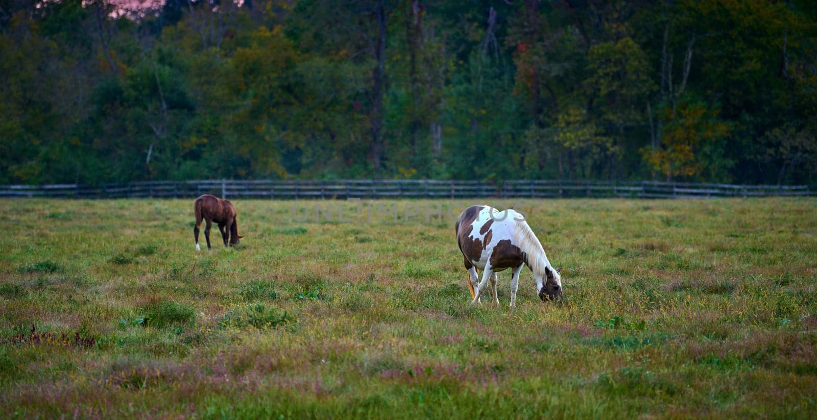 Two horses grazing at evening in a open field.