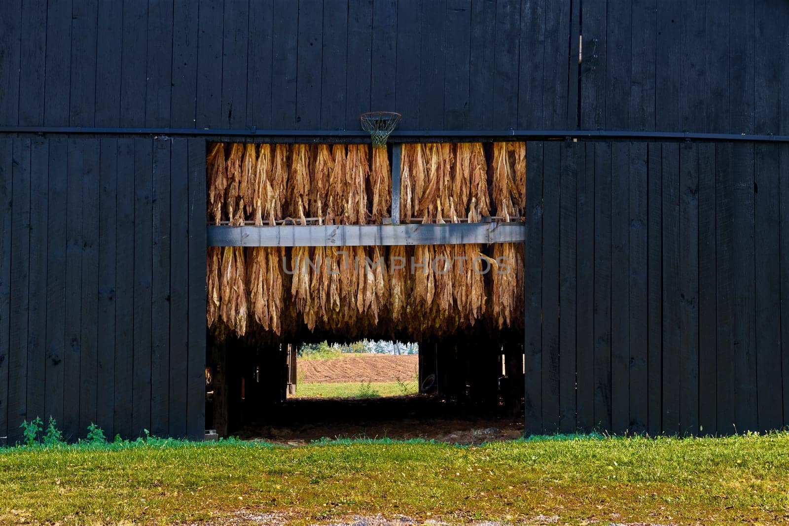 Tobacco hanging in the door of a barn. by patrickstock