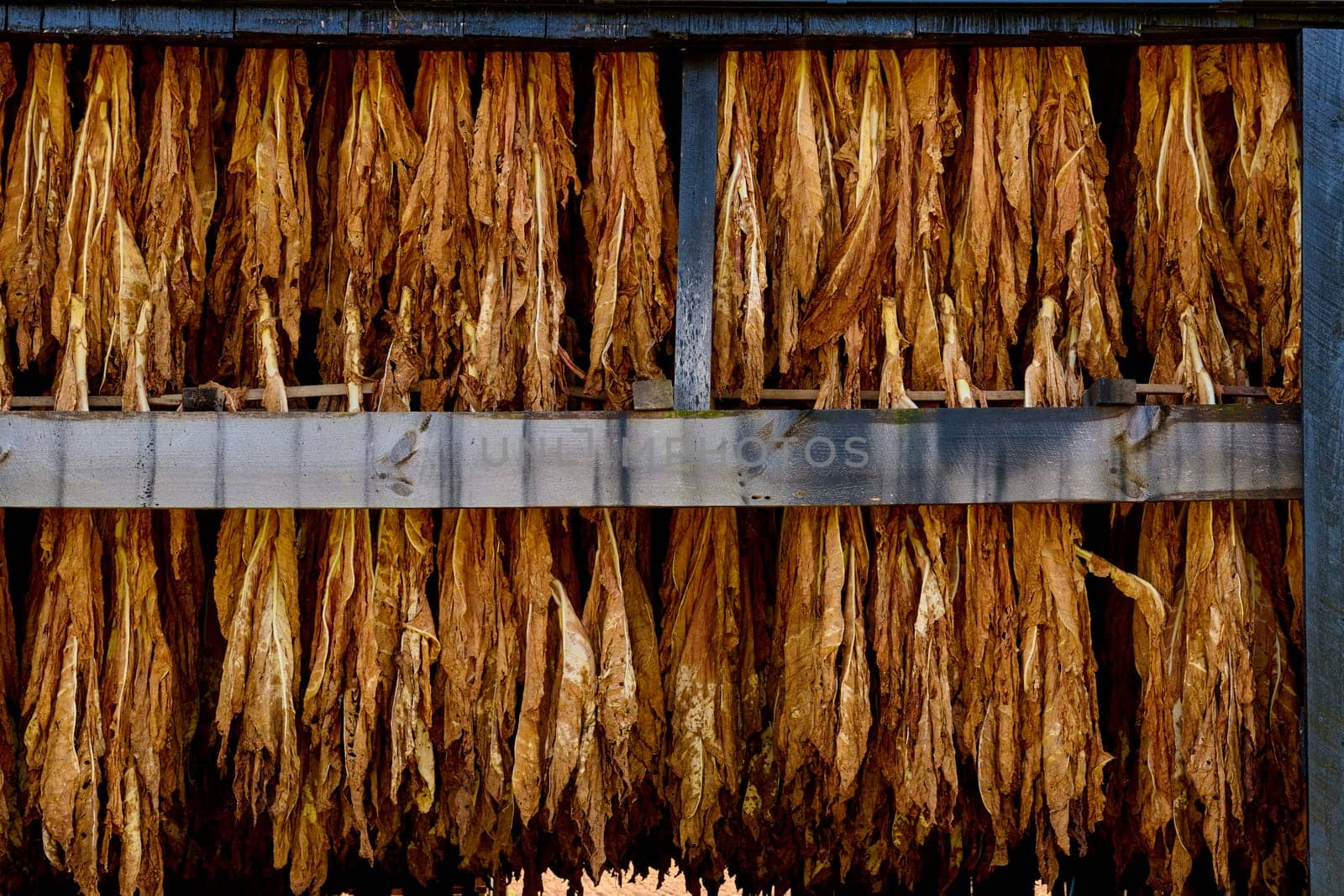 Close-up of tobacco hanging in a barn. by patrickstock
