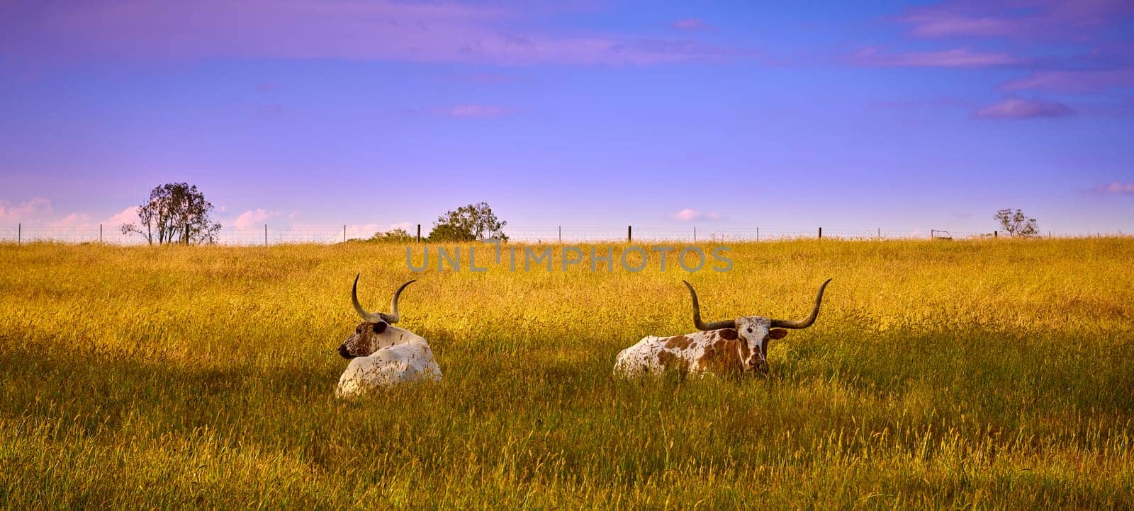Two Texas Longhorn cattle laying in a field. by patrickstock