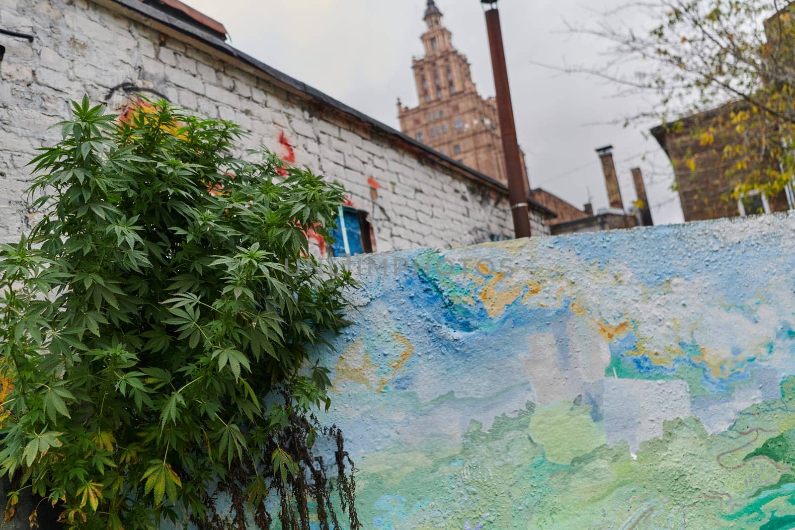 A close-up photo of fresh marijuana leaves in an urban setting, showcasing the vibrant green foliage of the cannabis plant amidst the cityscape. by dotshock