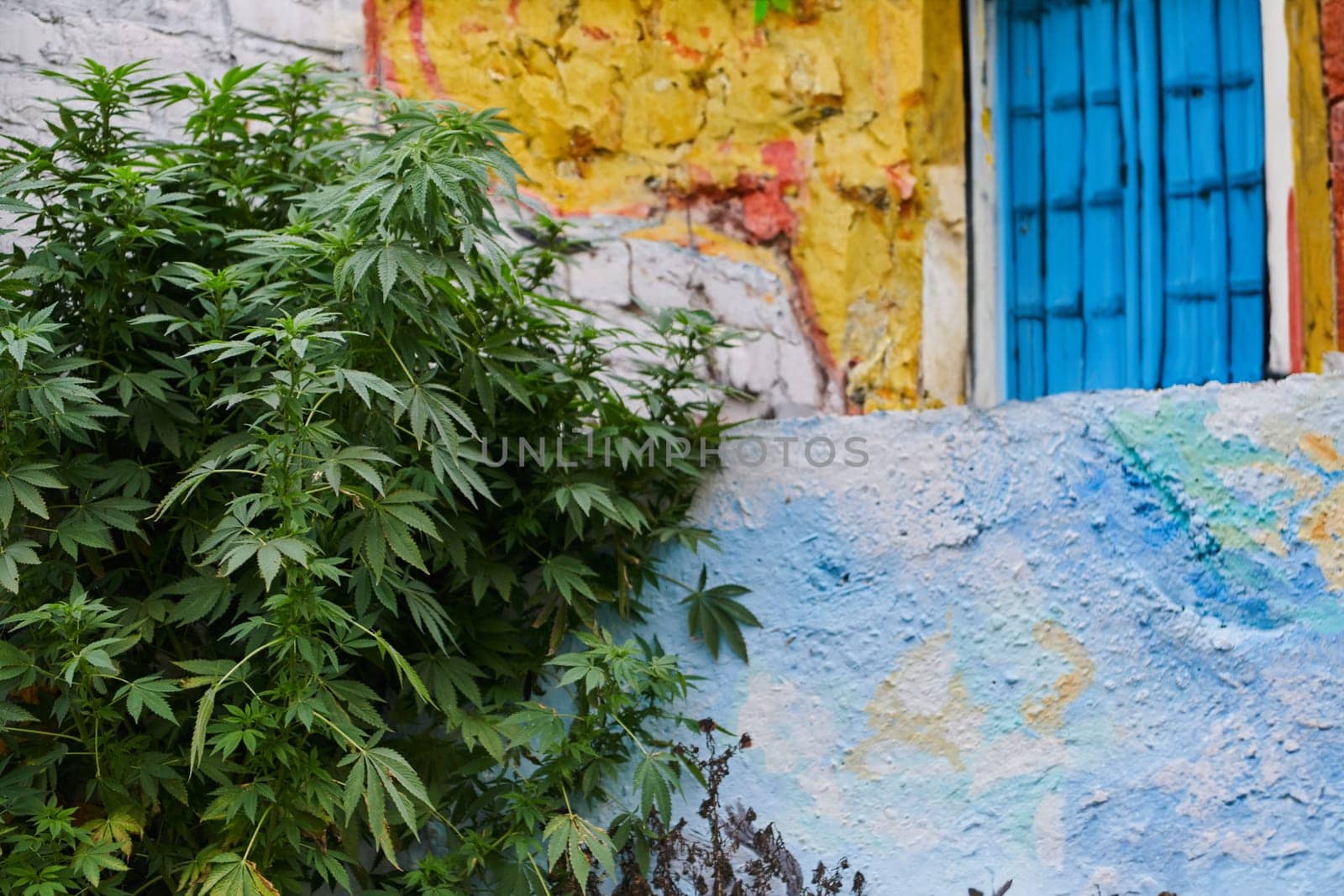 A close-up photo of fresh marijuana leaves in an urban setting, showcasing the vibrant green foliage of the cannabis plant amidst the cityscape. by dotshock