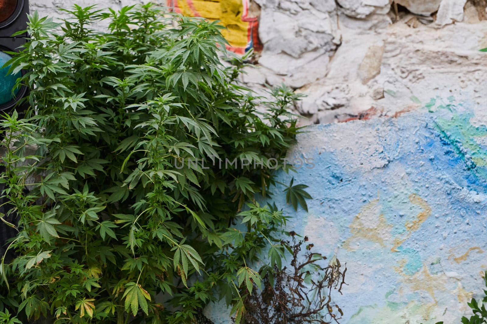 A close-up photo of fresh marijuana leaves in an urban setting, showcasing the vibrant green foliage of the cannabis plant amidst the cityscape