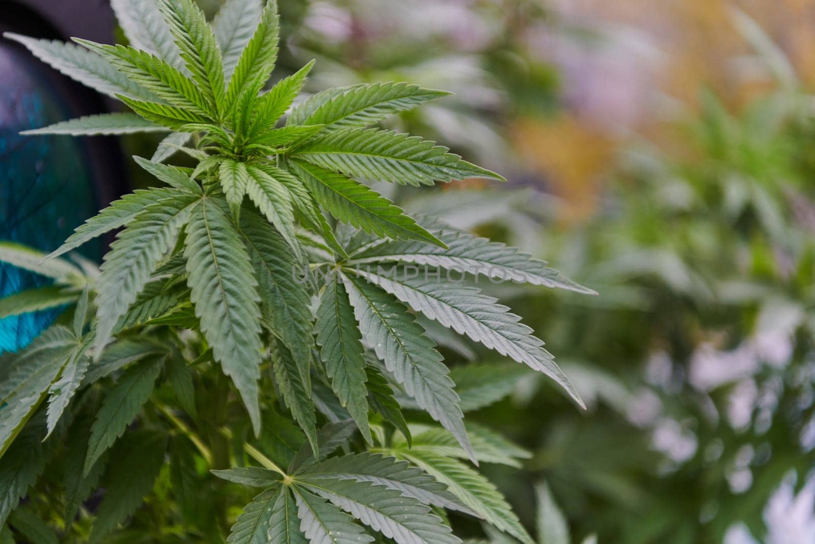 A close-up photo of fresh marijuana leaves in an urban setting, showcasing the vibrant green foliage of the cannabis plant amidst the cityscape