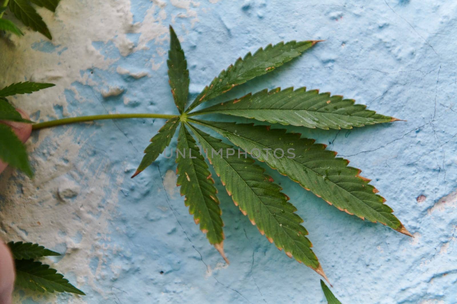 A close-up photo of fresh marijuana leaves in an urban setting, showcasing the vibrant green foliage of the cannabis plant amidst the cityscape. by dotshock