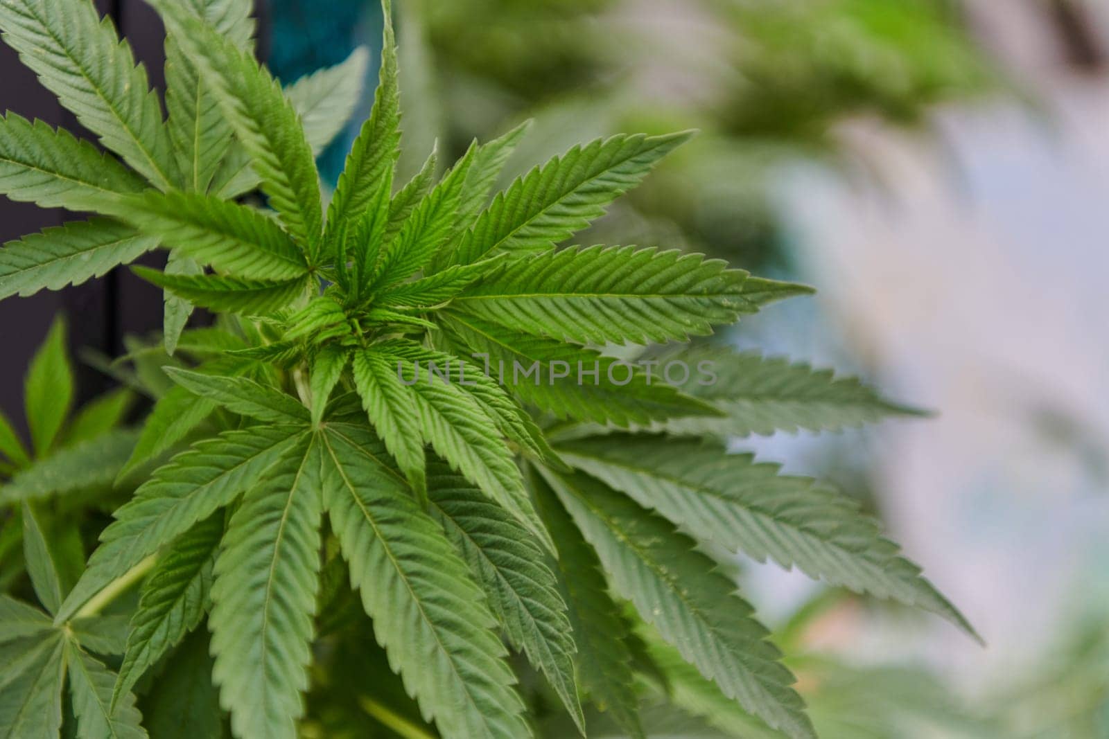 A close-up photo of fresh marijuana leaves in an urban setting, showcasing the vibrant green foliage of the cannabis plant amidst the cityscape