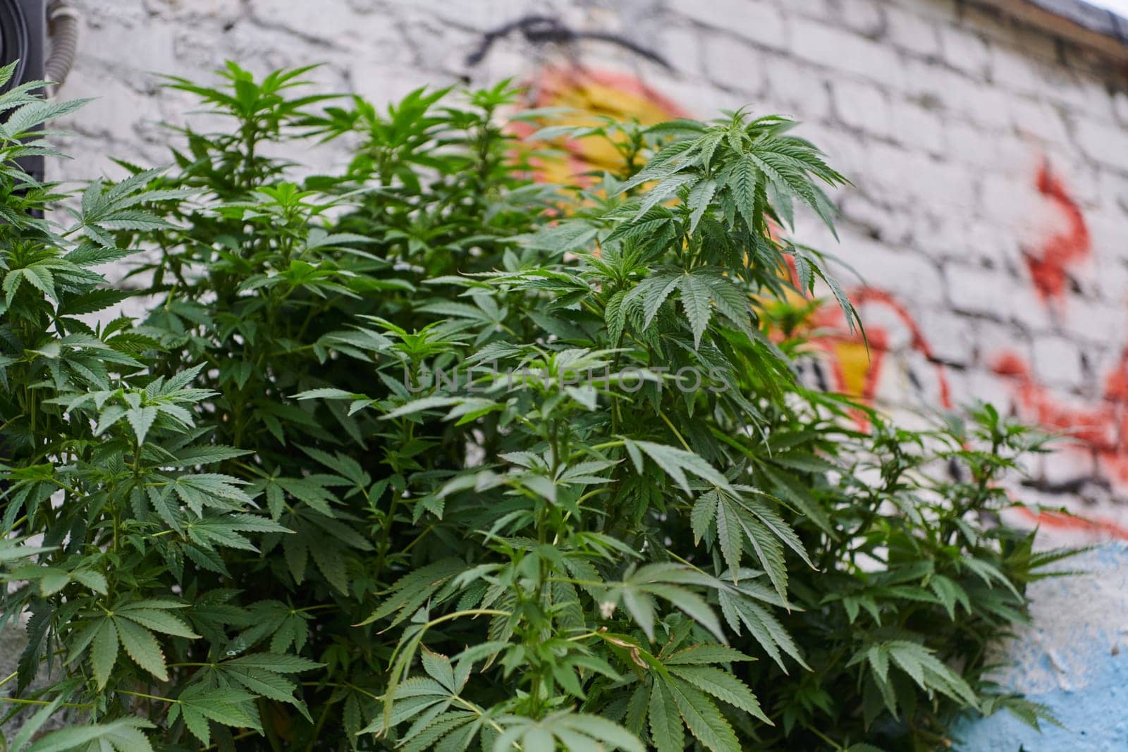 A close-up photo of fresh marijuana leaves in an urban setting, showcasing the vibrant green foliage of the cannabis plant amidst the cityscape