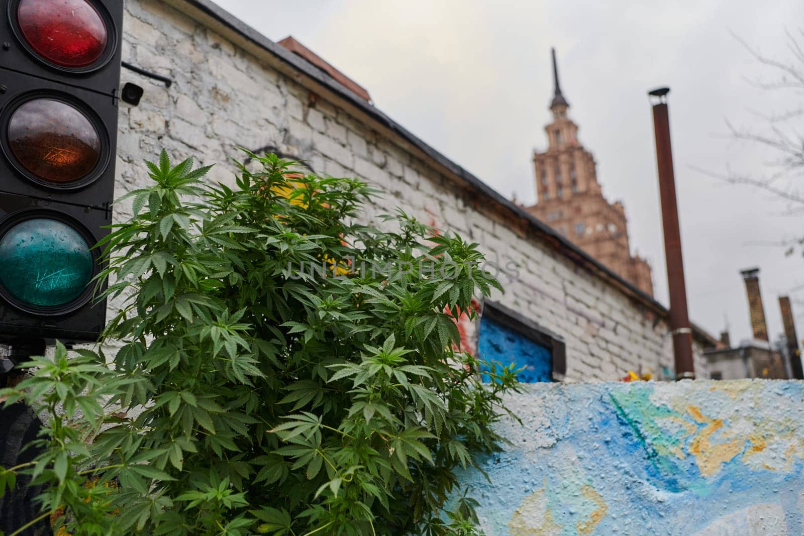 A close-up photo of fresh marijuana leaves in an urban setting, showcasing the vibrant green foliage of the cannabis plant amidst the cityscape. by dotshock