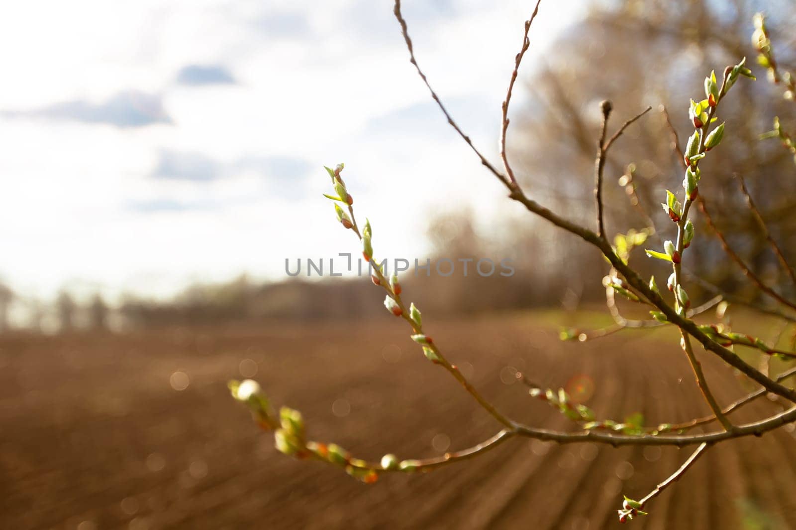 Tender branches of spring vines with swollen buds against the background of blurred nature. Spring came.