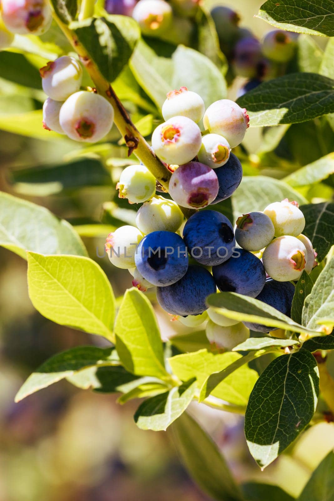 Organic blueberries ripening on a hot summer's day in Stanley, Victoria, Australia