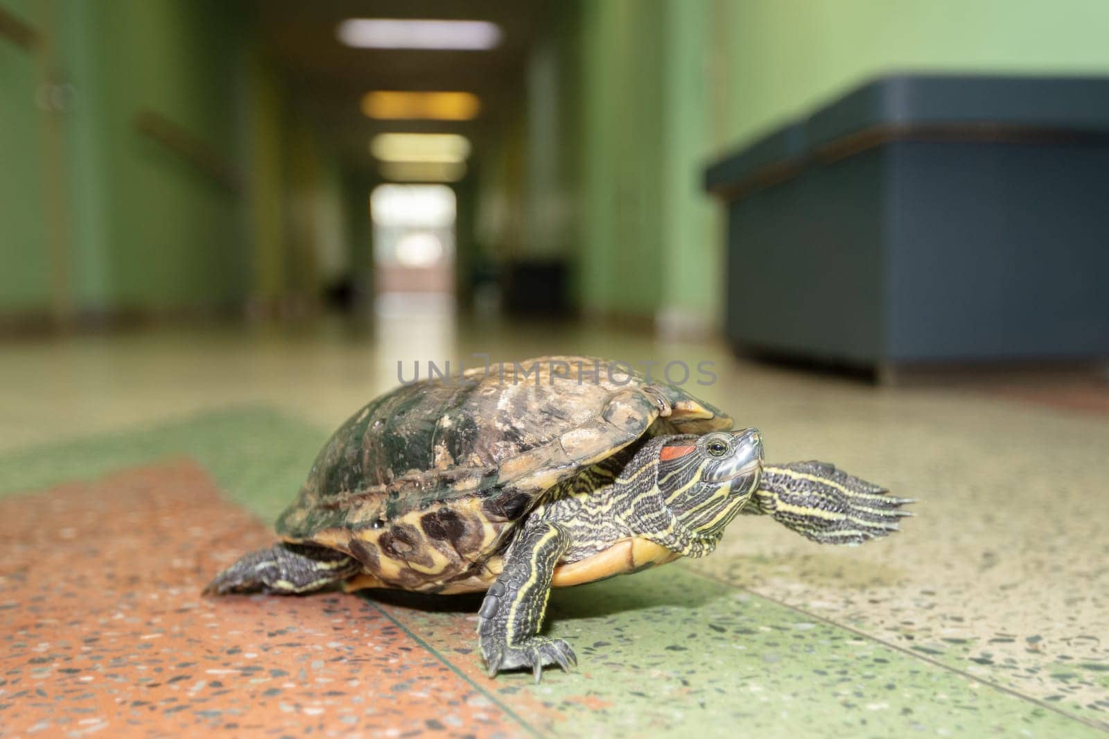 An extravagant old turtle walks along the corridor of the room. Turtle as a pet.