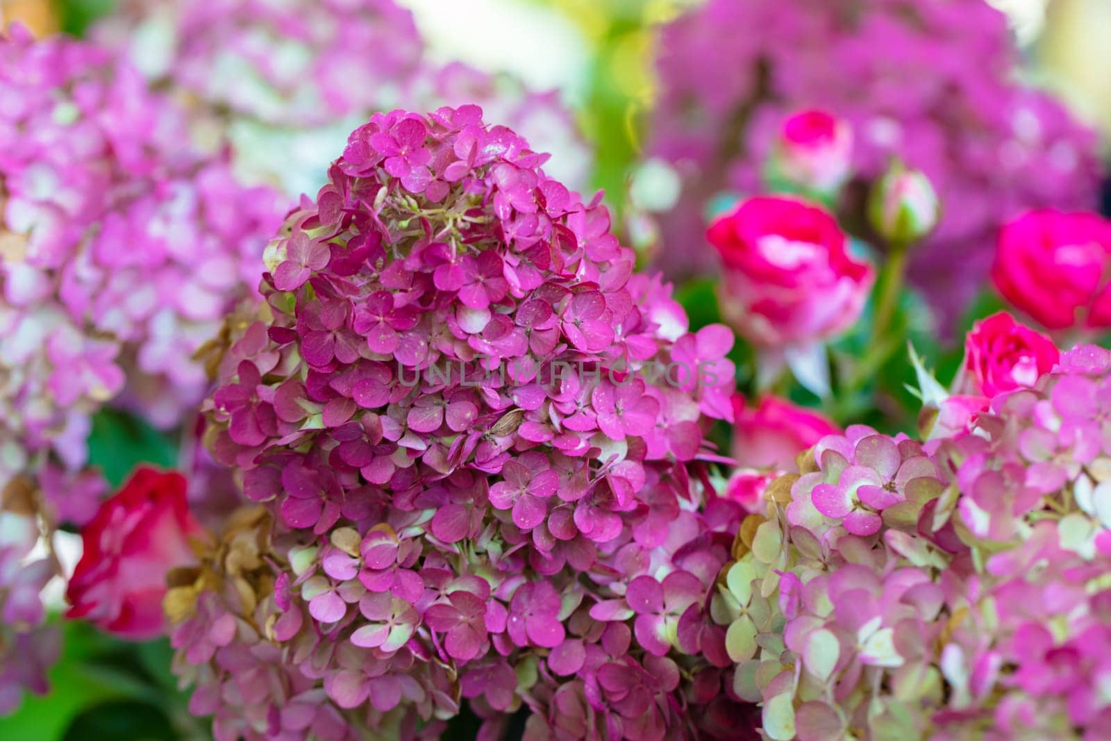 Floral background. Pink hydrangea flowers close up.