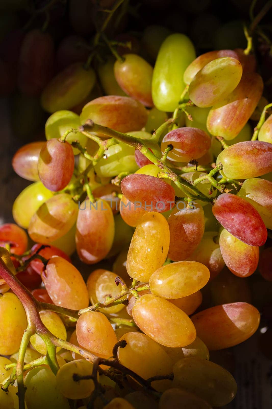 Clusters of green large grape varieties close-up.