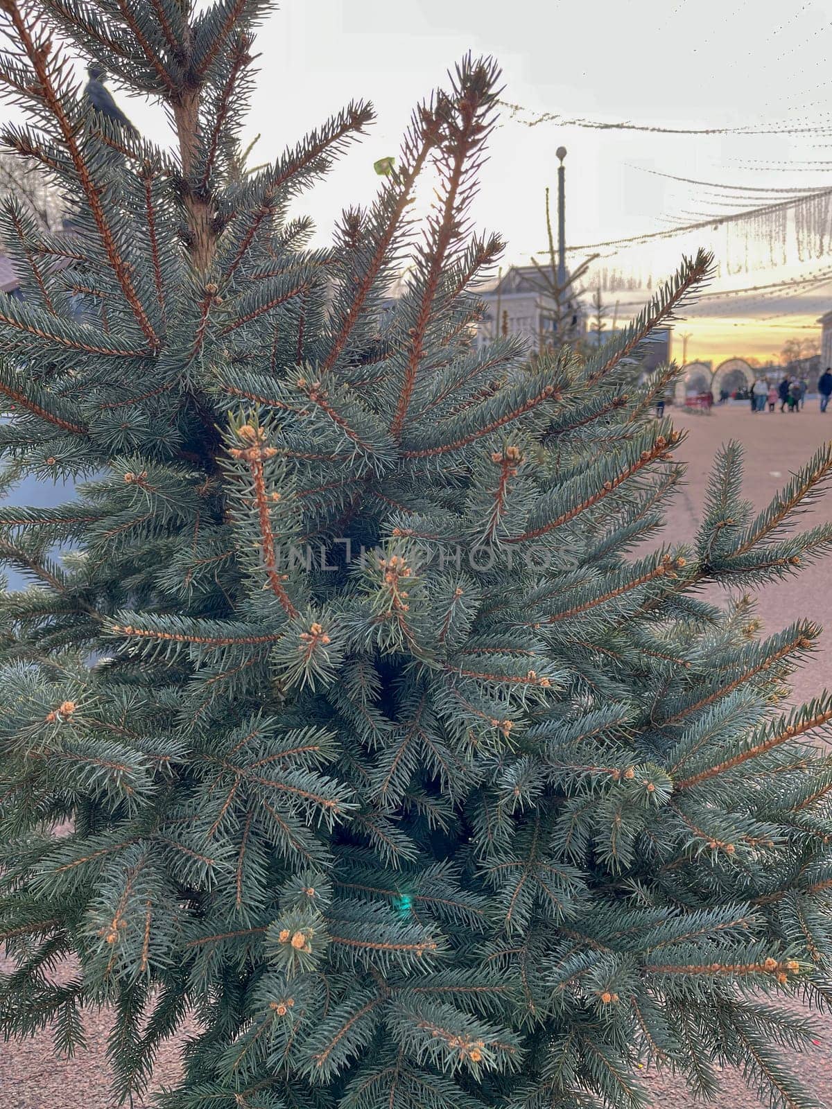 a blue fir tree on a city street after the New Year holidays