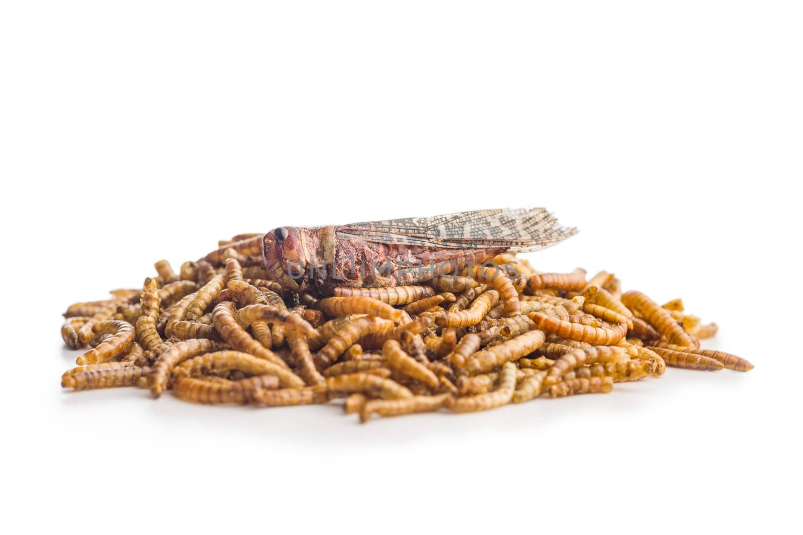 Dried salted worms. Roasted mealworms and grasshopper isolated on a white background.