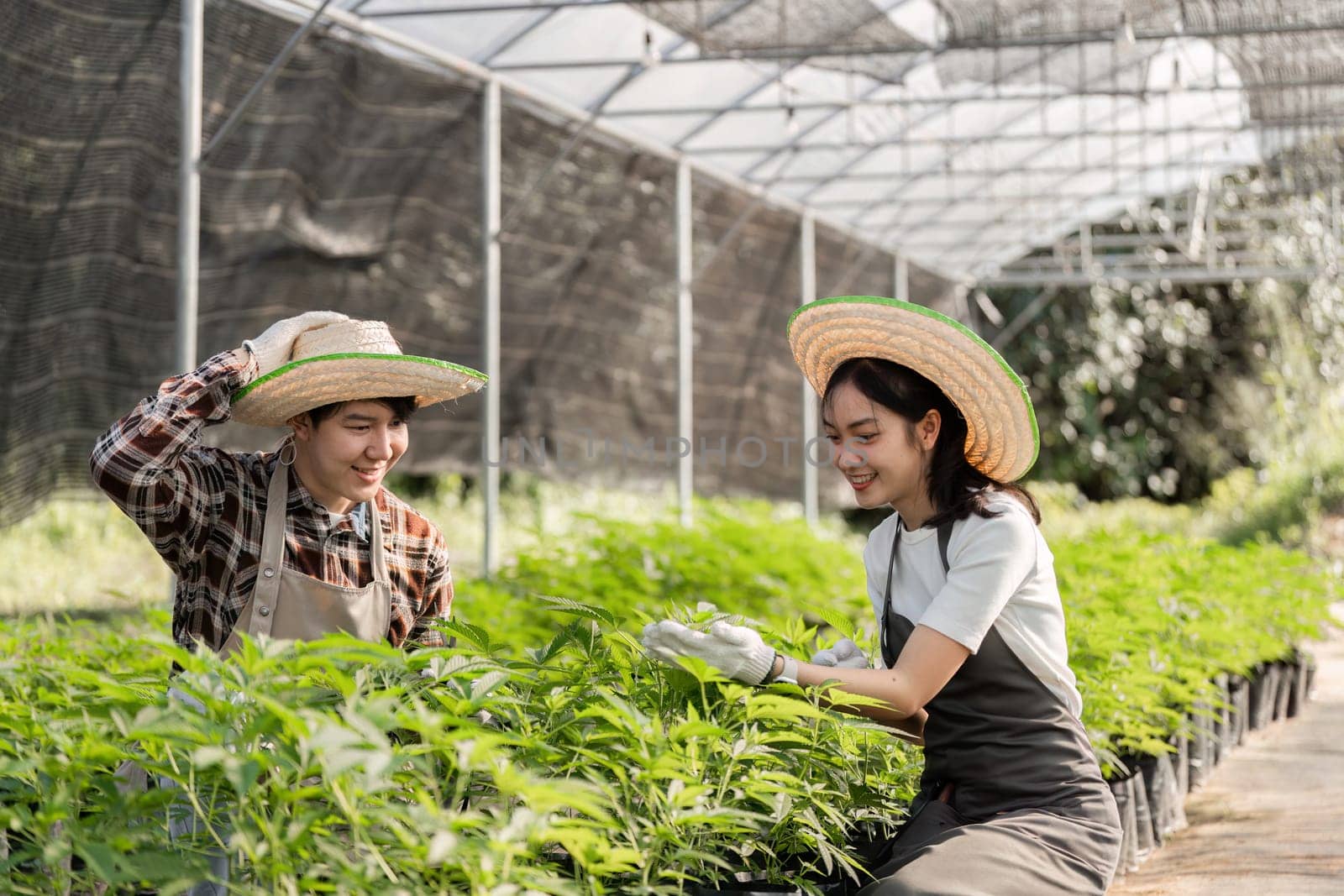 A modern couple tending to herbs and cannabis plants in a greenhouse, showcasing sustainable farming practices.