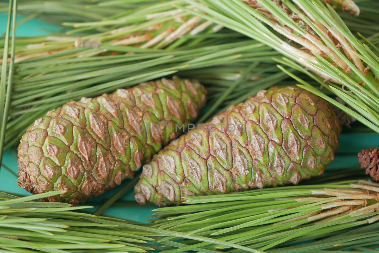Vibrant green pine cones are nestled comfortably among the fresh green pine needles