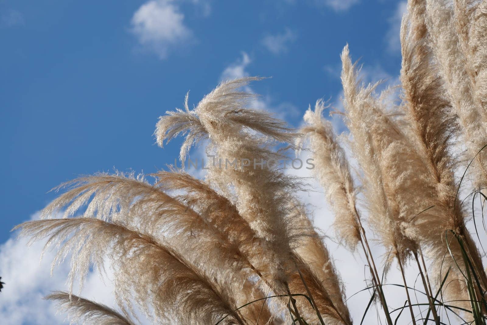 The beautiful pampas grass gently swaying in the warm breeze under a clear blue sky