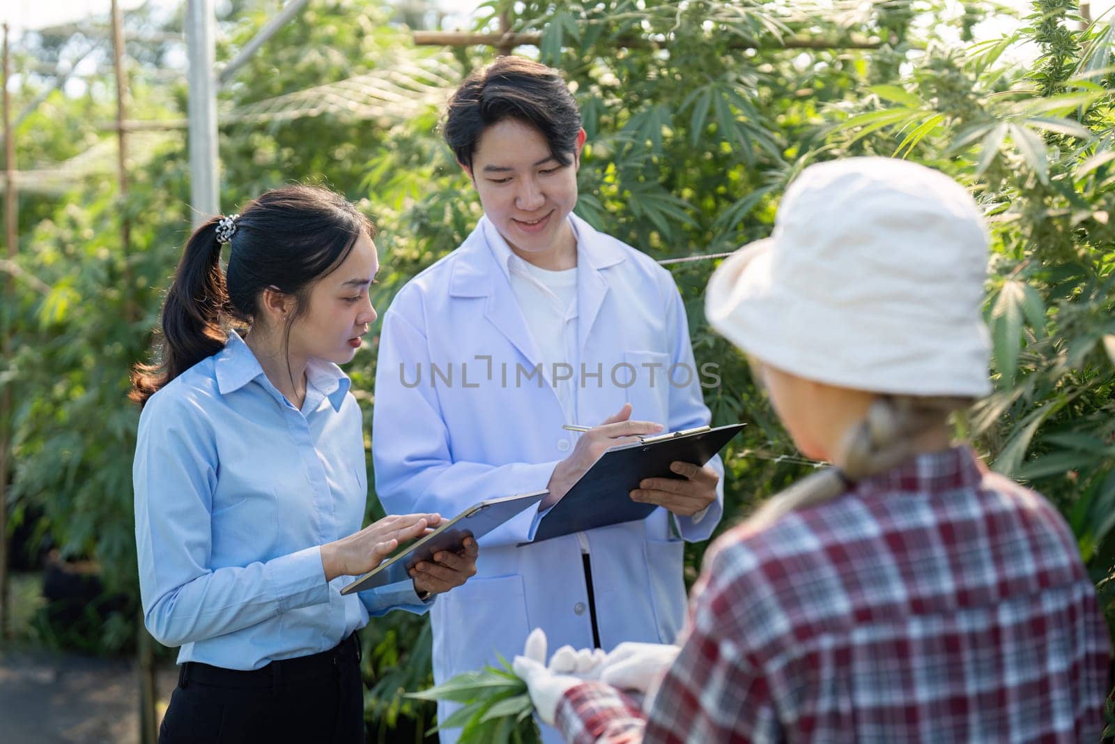 Experts collaborate on innovative cannabis cultivation techniques in a greenhouse setting.