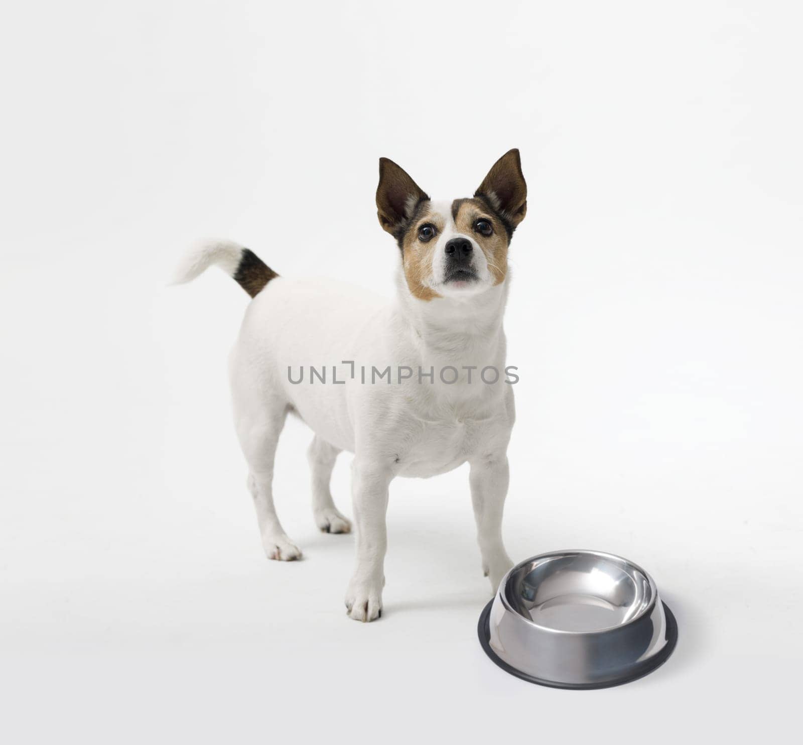 Sad Jack Russell terrier dog next to a empty bowl on white background