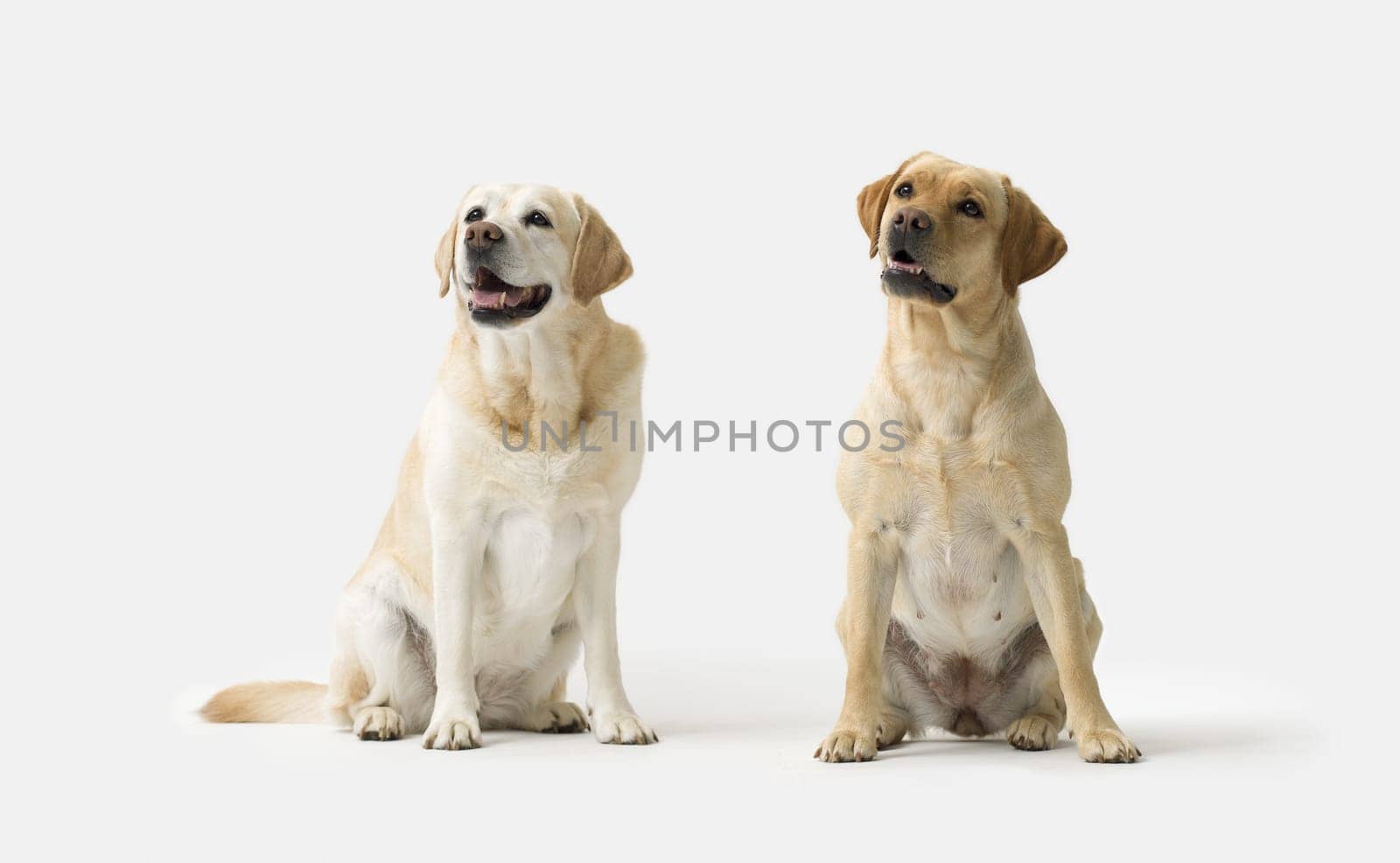 Portrait of a couple of Labrador Retriever standing on white background