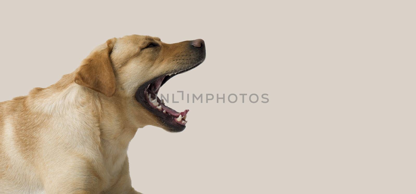 Portrait of Labrador Retriever Yawning 