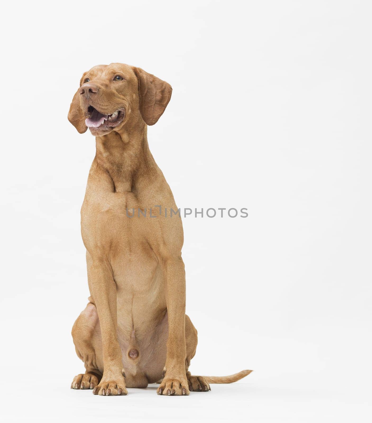 Studio shot of dog hungarian Vizsla sitting isolated on white background