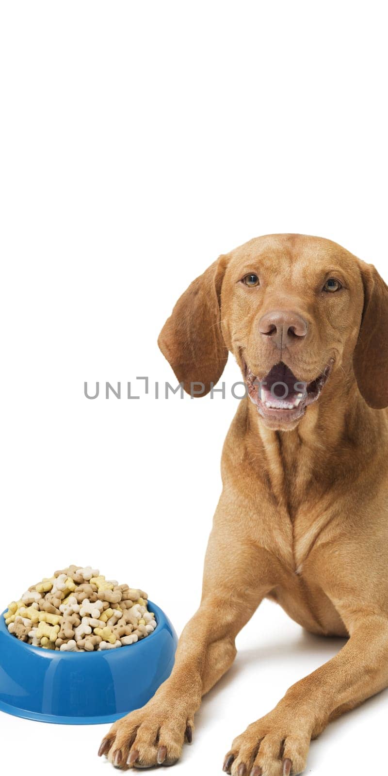 Cute hungarian Vizsla dog next to a bowl of dog food on white background