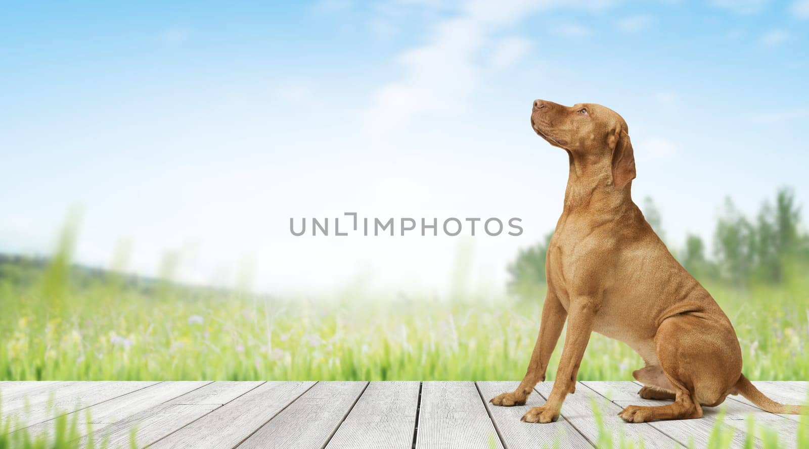 Studio shot of dog hungarian Vizsla sitting outdoors in green garden
