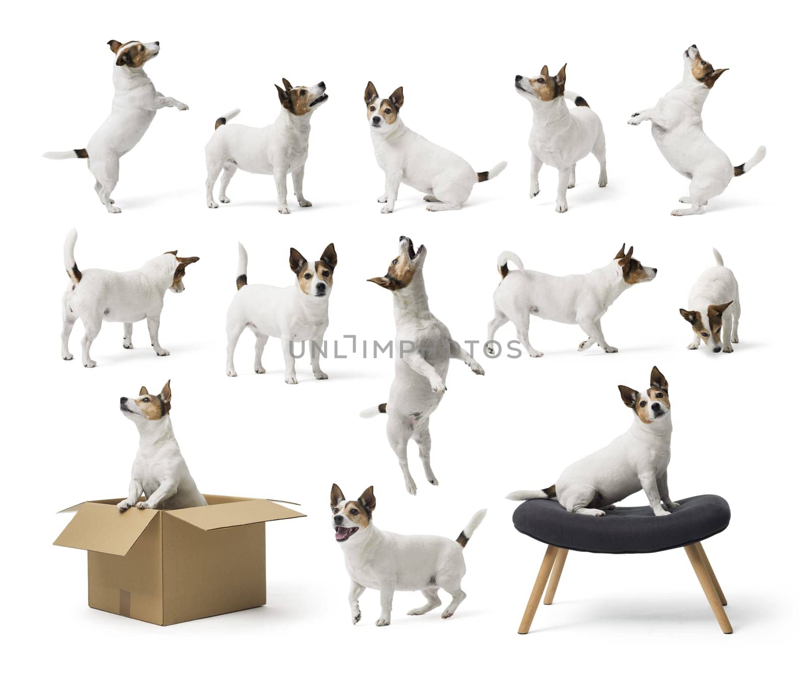 Collage with photos of Jack Russell terrier in different poses, cute dog on white background. 