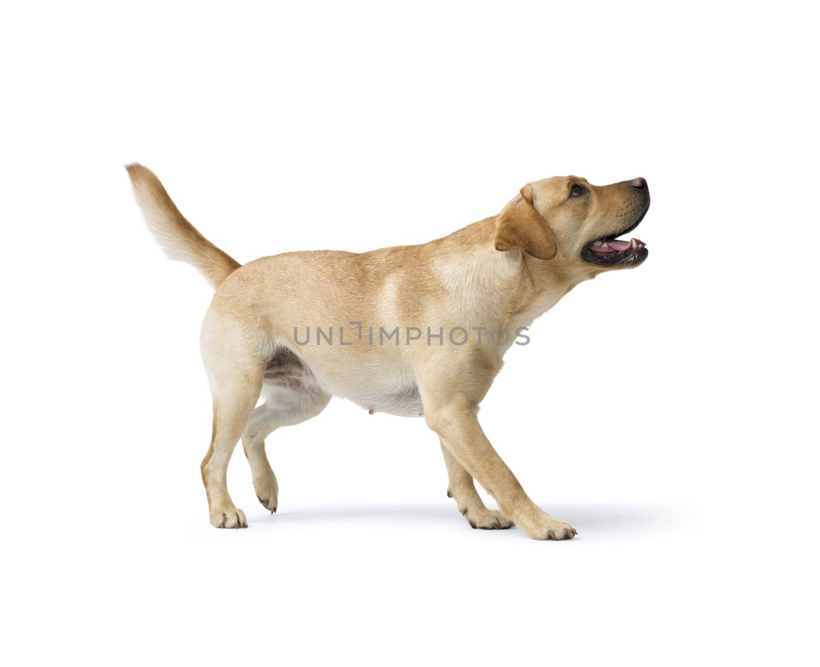 Portrait of Labrador Retriever standing on white background