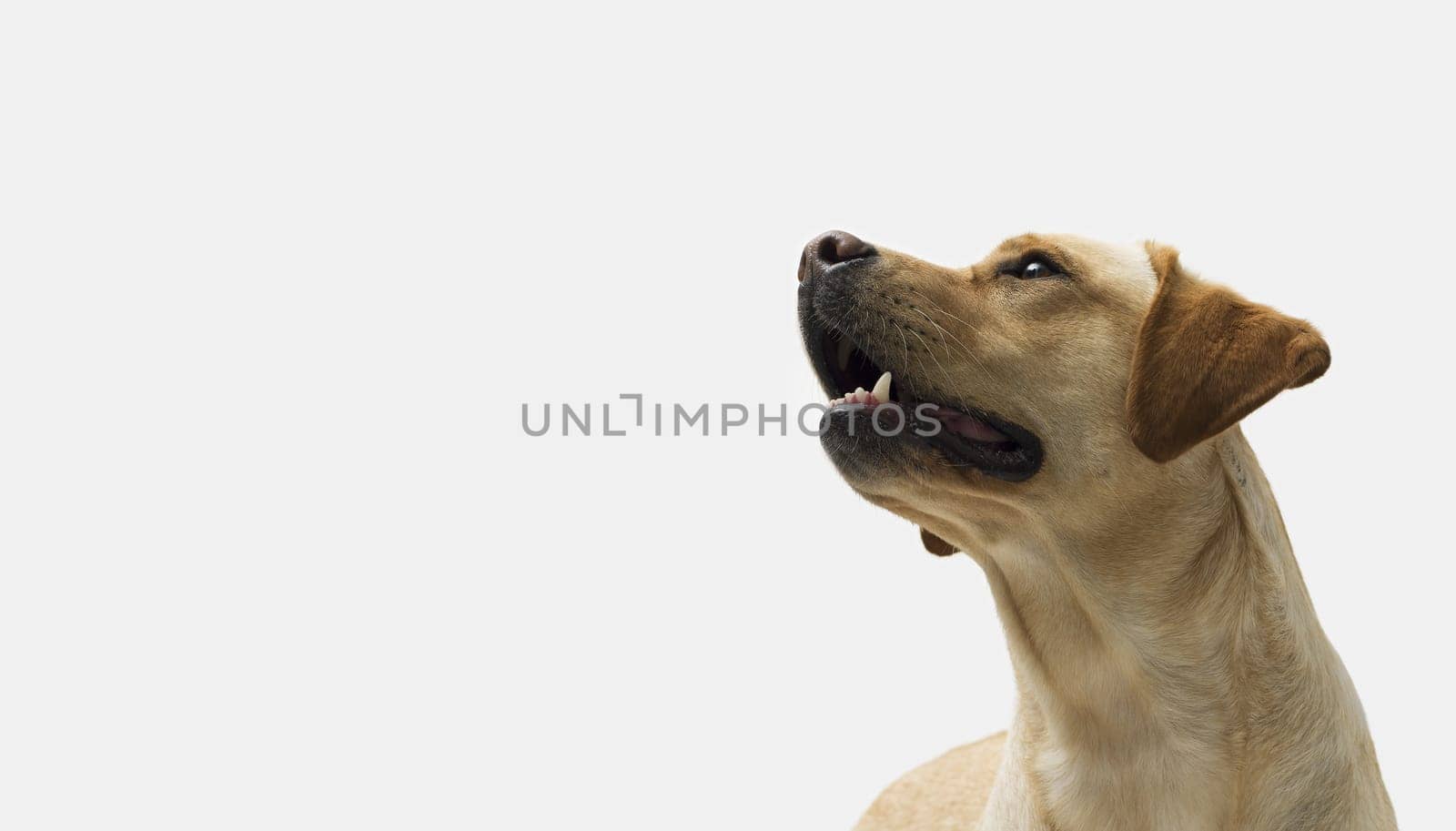 Portrait of Labrador Retriever standing on white background