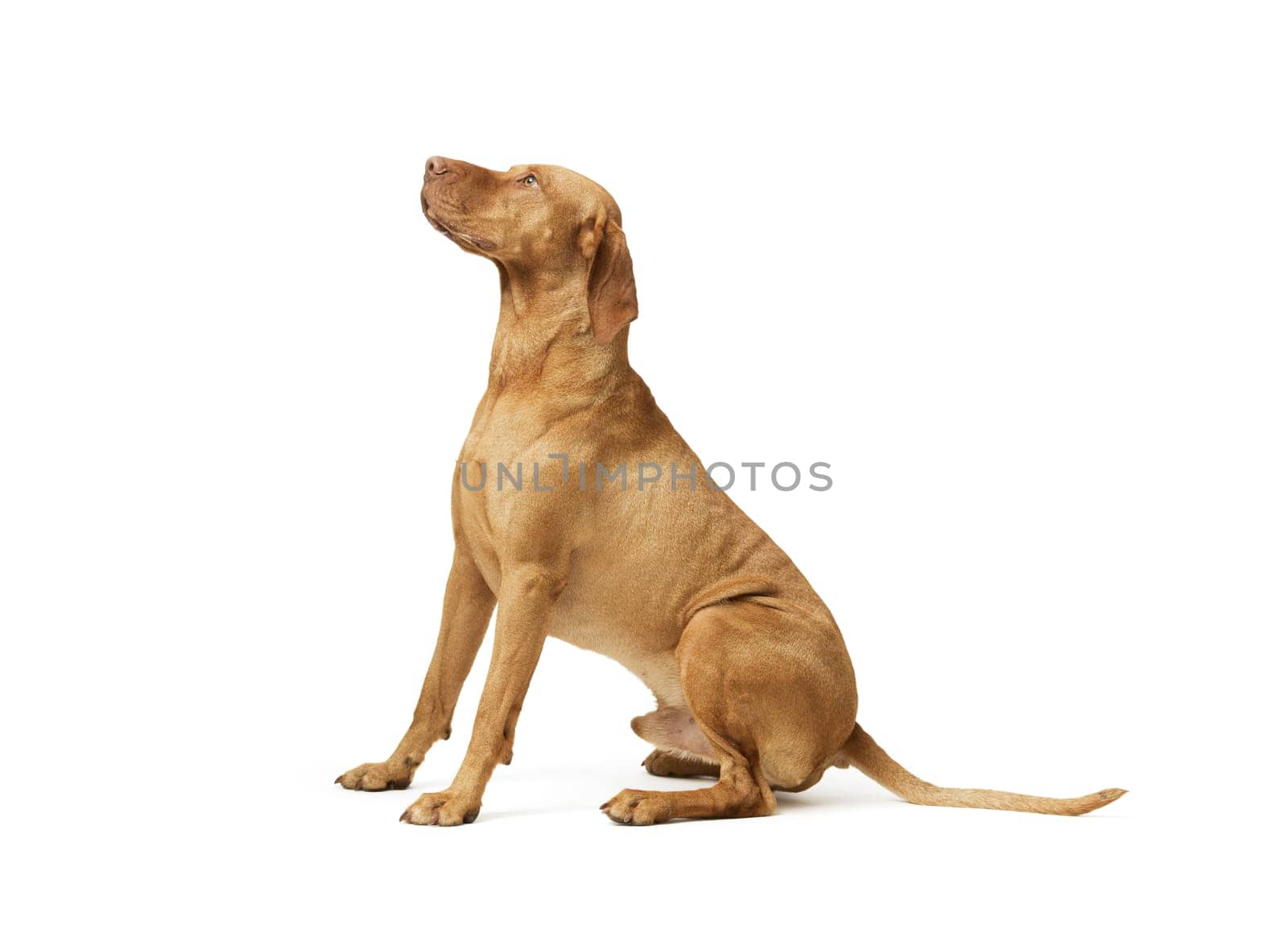 Studio shot of dog hungarian Vizsla sitting 99 isolated on white background