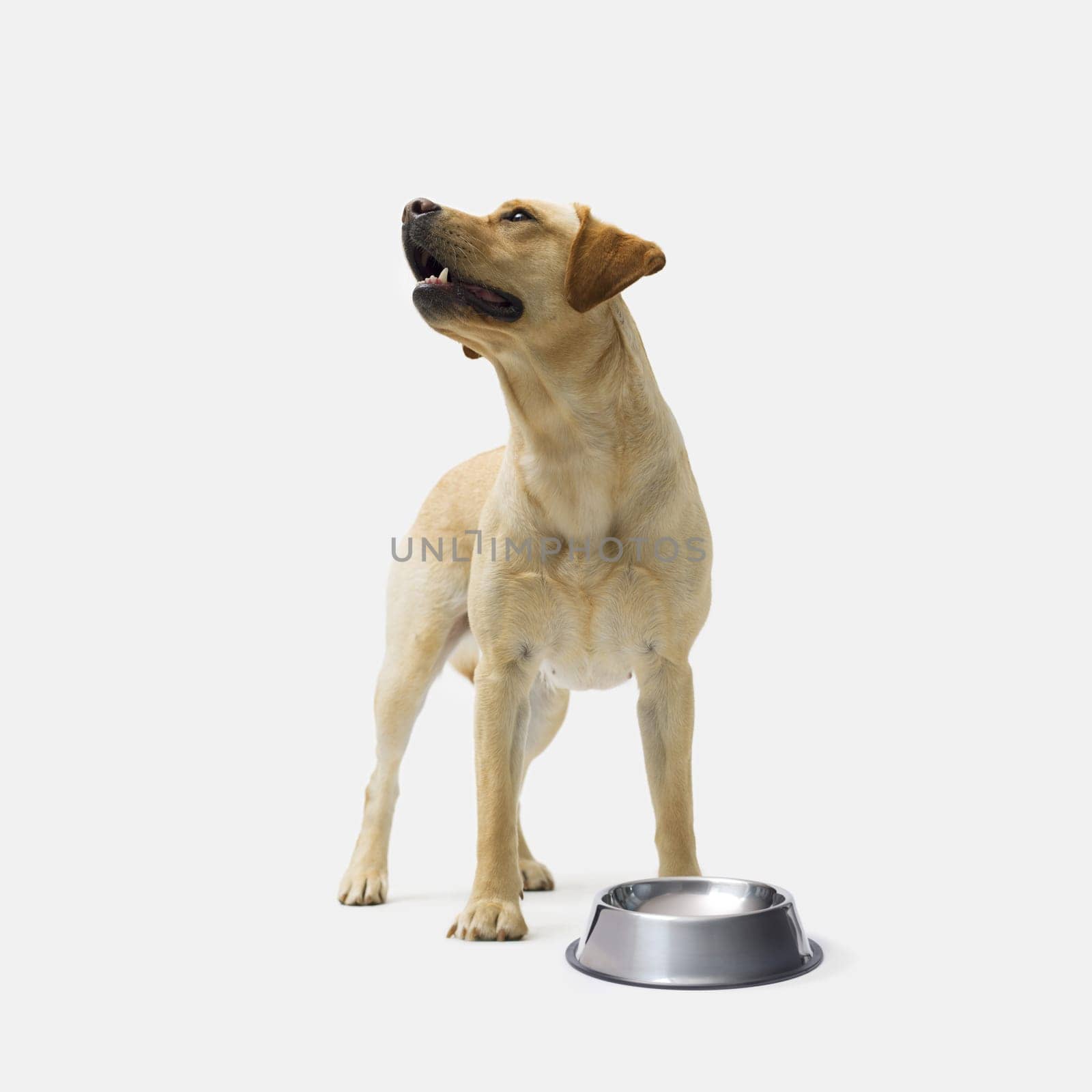 Sad Labrador Retriever dog next to a empty bowl on white background