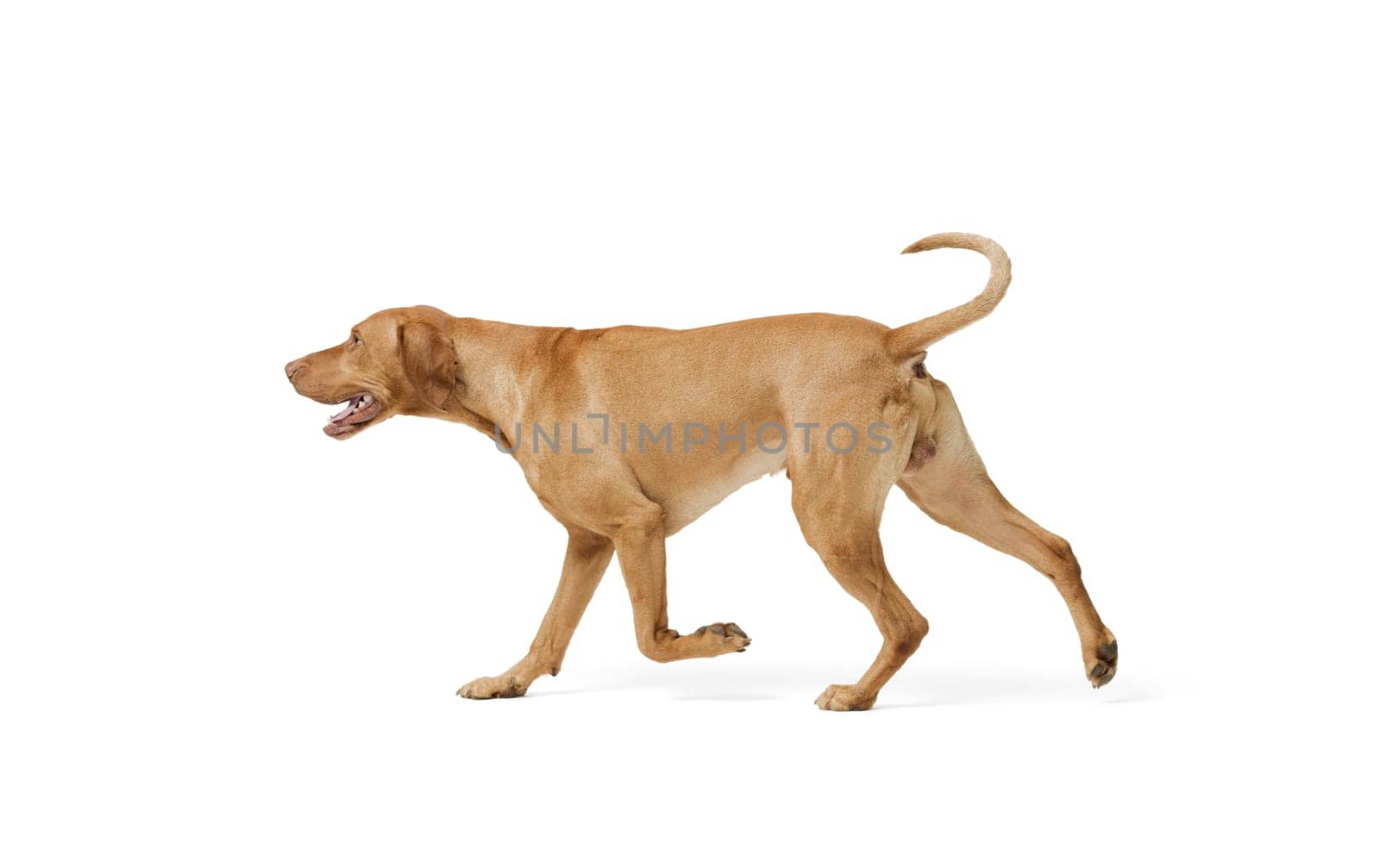 Studio shot of dog hungarian Vizsla walking isolated on white background