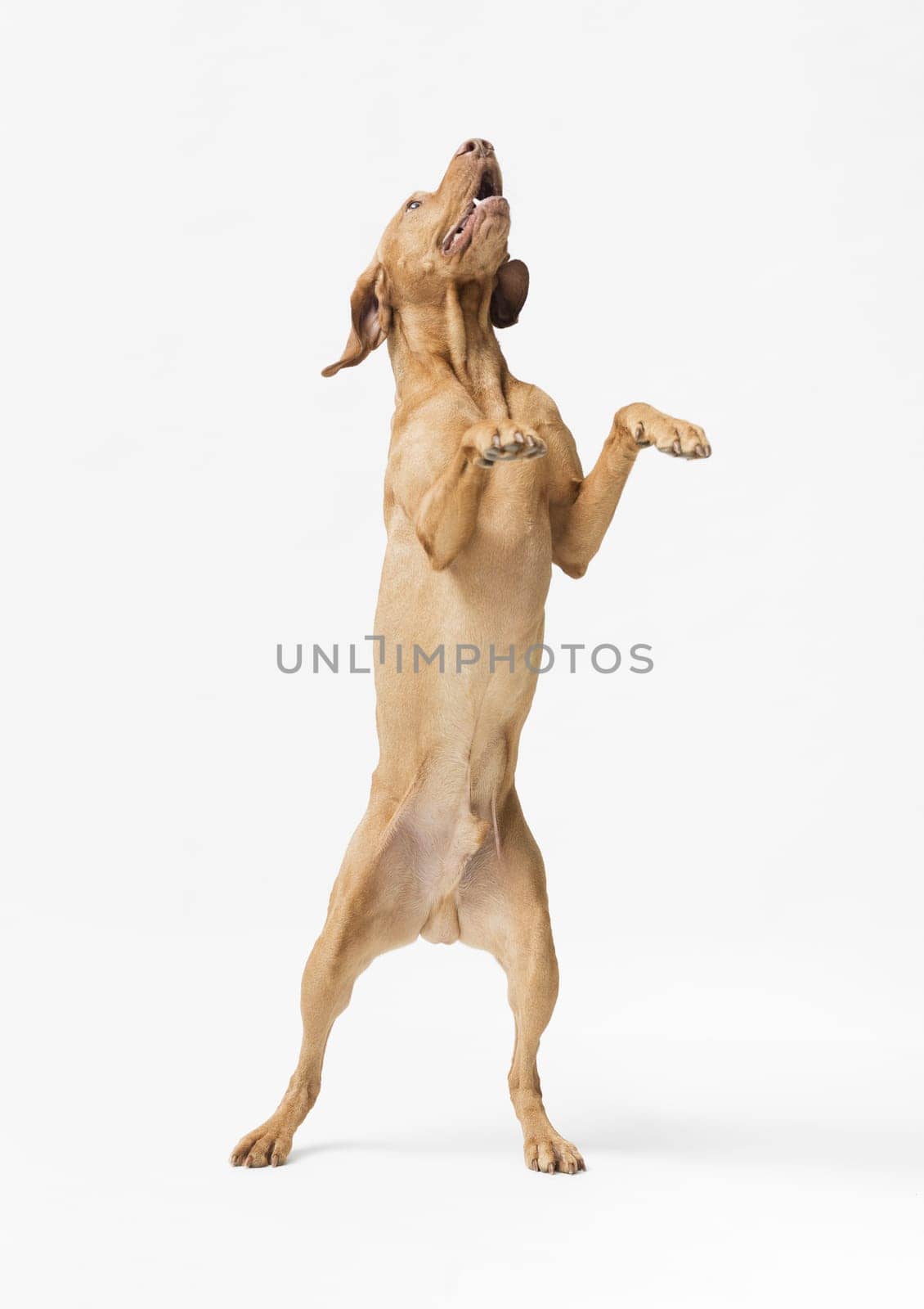 Studio shot of dog hungarian Vizsla jumping isolated on white background