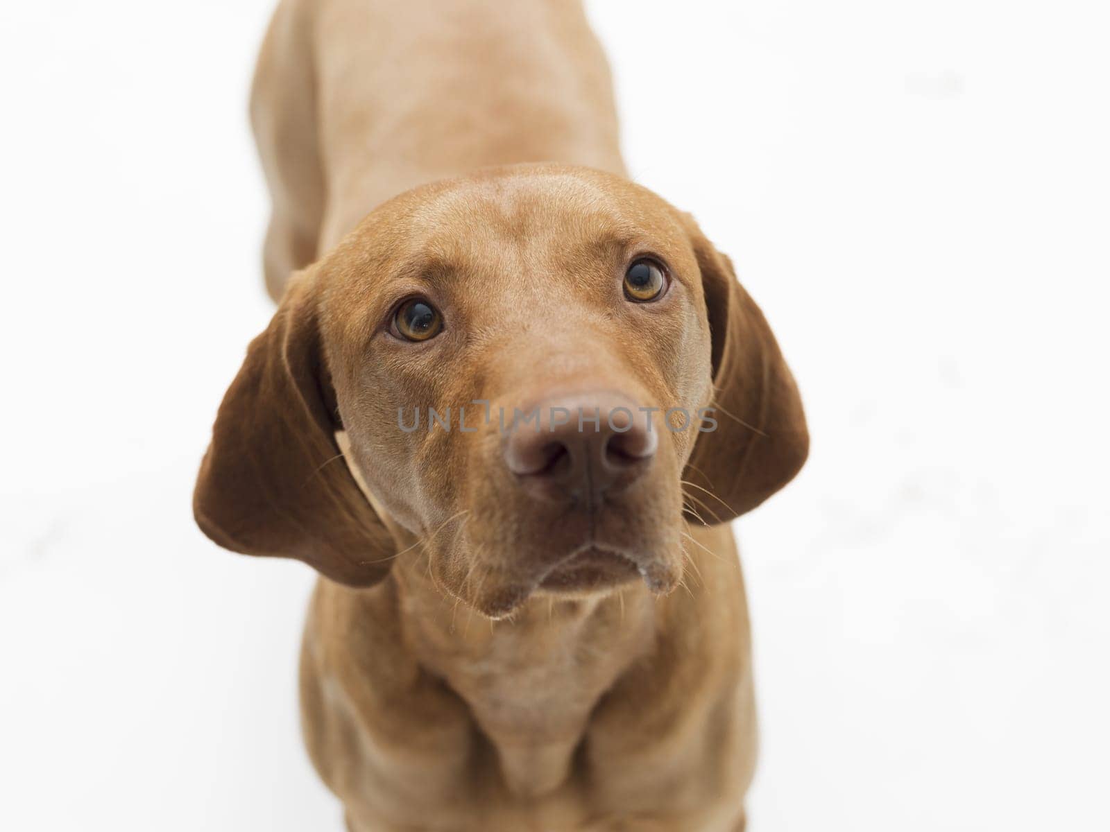 Studio shot of dog hungarian Vizsla isolated on white background