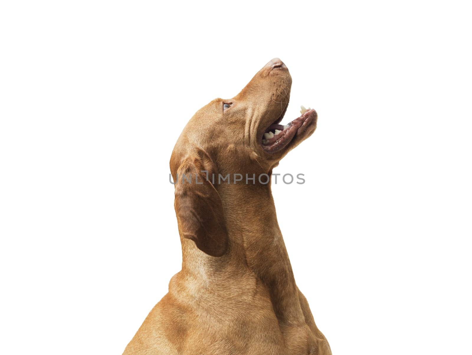 Studio shot of dog hungarian Vizsla isolated on white background