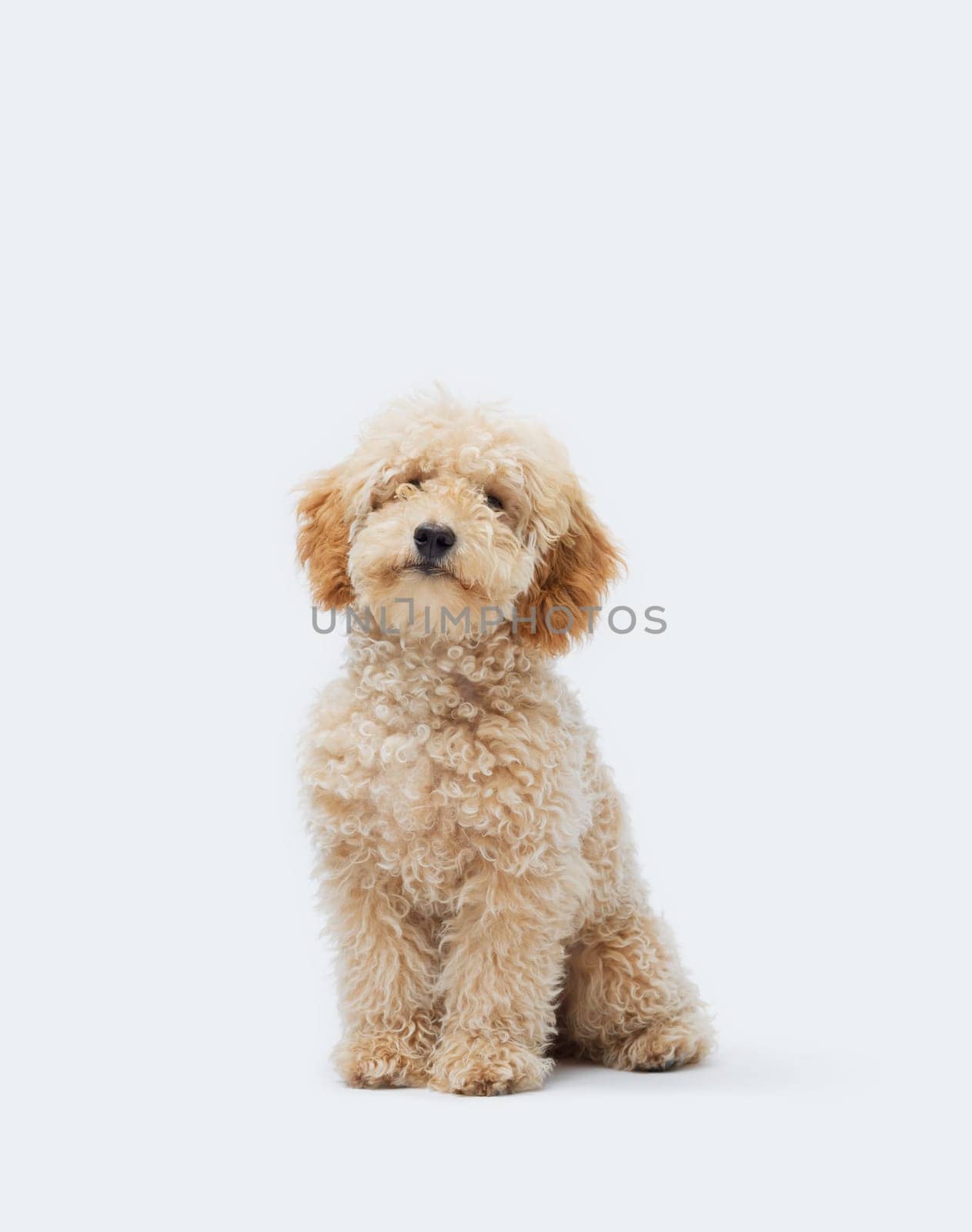 Portrait of a cute apricot Poodle sitting and looking at camera, isolated on white background